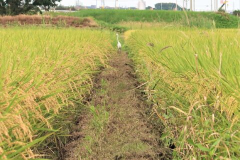 10月のご挨拶