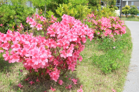 6月のご挨拶